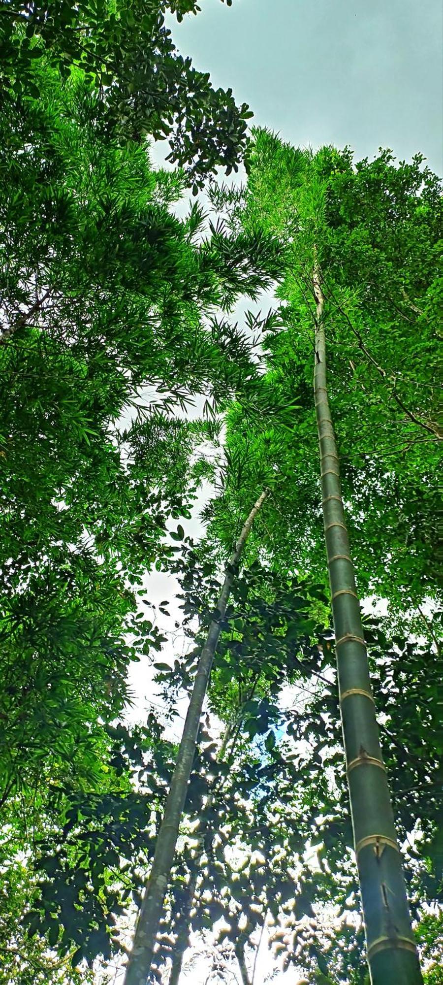 Hotel Ecologico Makalombia La Macarena Zewnętrze zdjęcie